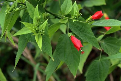 Malvaviscus penduliflorus, photographed by Lauren McLaurin