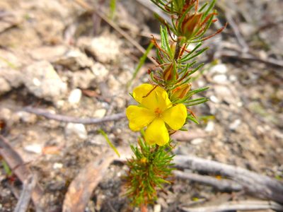 Hibbertia prostrata, photographed by Kiri Bee