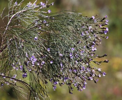 Psoralea pullata, photographed by Tony Rebelo