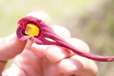Aristolochia foetida, photographed by Manuel Venegas Hernandez