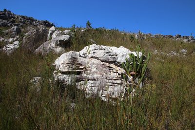 Penaea petraea, photographed by Tony Rebelo