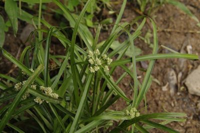 Cyperus luzulae, photographed by Eric Knight