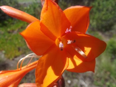 Watsonia pillansii, photographed by Ludwig Muller