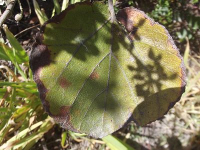 Trimeria grandifolia, photographed by Ludwig Muller