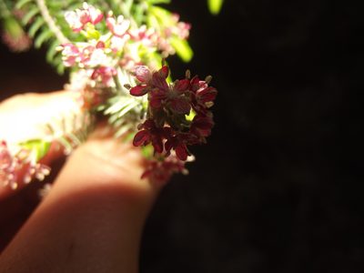 Passerina falcifolia, photographed by Ludwig Muller