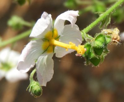 Kosteletzkya depressa, photographed by Francisco Farriols Sarabia