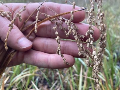 Glyceria canadensis, photographed by Derek