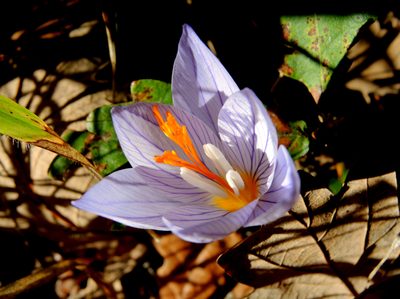 Crocus ibrahimii, photographed by katunchik