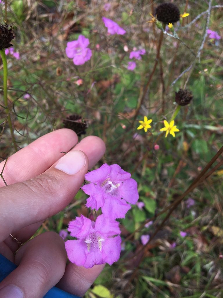 Agalinis plukenetii, photographed by Jessica