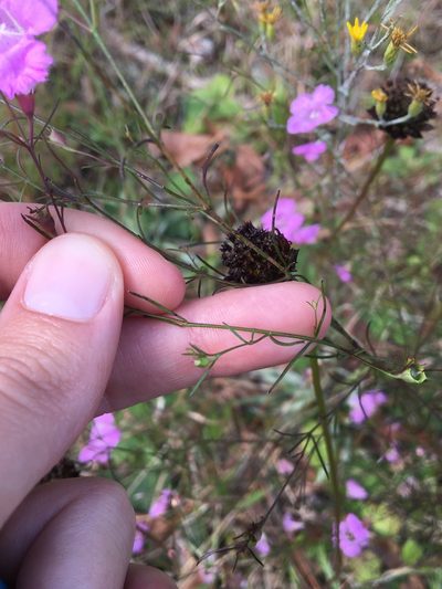 Agalinis plukenetii, photographed by Jessica