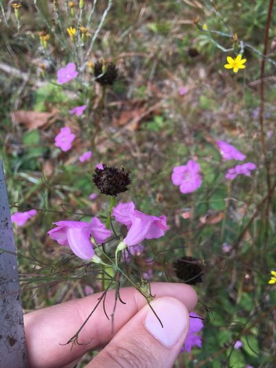 Agalinis plukenetii, photographed by Jessica