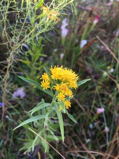 Euthamia scabra, photographed by Jessica