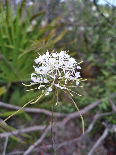 Warea carteri, photographed by Scott Ward