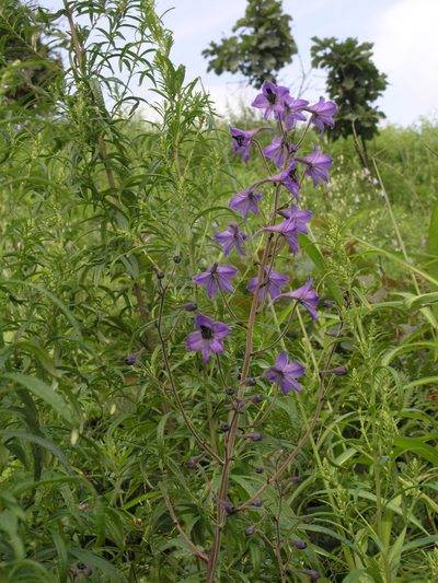 Delphinium maackianum, photographed by Oleg Kosterin