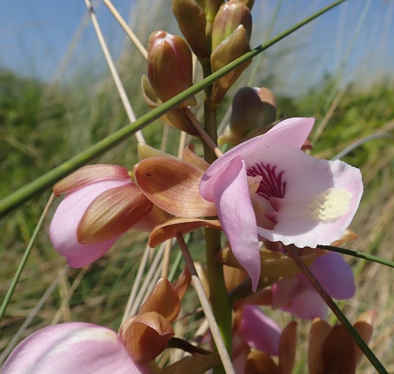 Eulophia latilabris, photographed by Robert Taylor