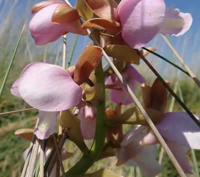 Eulophia latilabris, photographed by Robert Taylor