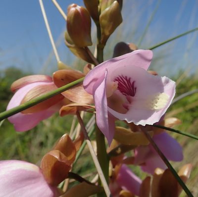 Eulophia latilabris, photographed by Robert Taylor