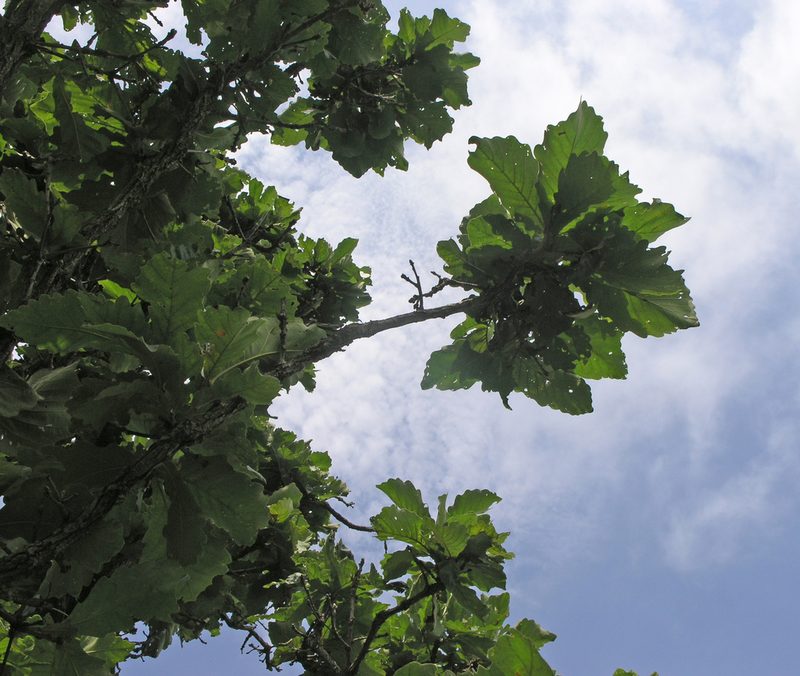 Quercus dentata, photographed by Oleg Kosterin