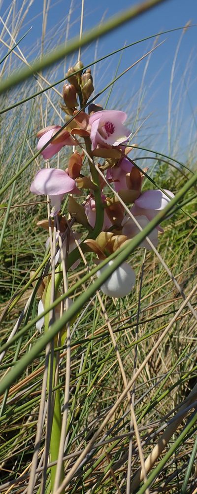Eulophia latilabris, photographed by Robert Taylor