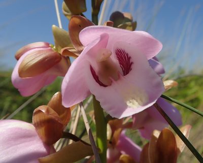 Eulophia latilabris, photographed by Robert Taylor
