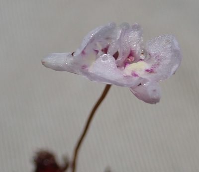 Utricularia benjaminiana, photographed by Robert Taylor
