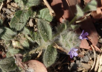 Nelsonia canescens, photographed by Robert Taylor