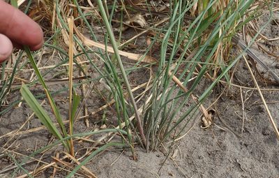 Trachyandra arvensis, photographed by Robert Taylor