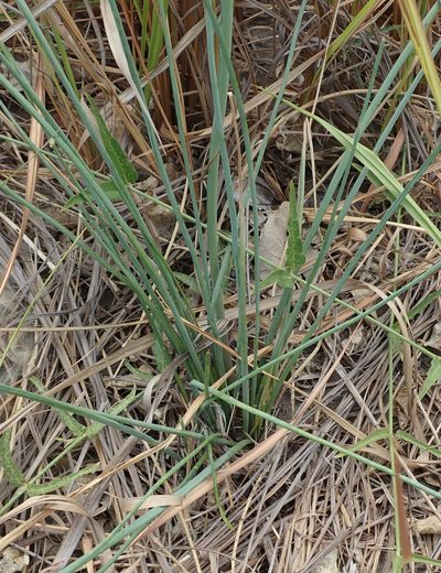 Trachyandra arvensis, photographed by Robert Taylor