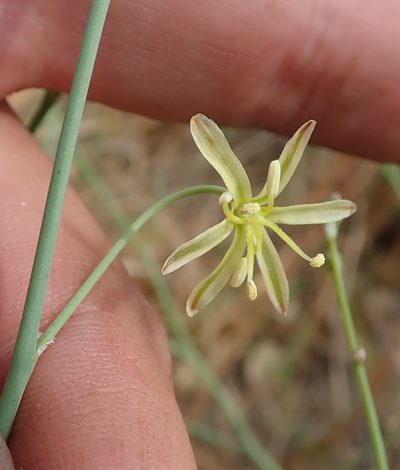 Trachyandra arvensis, photographed by Robert Taylor