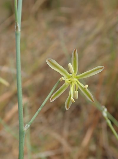 Trachyandra arvensis, photographed by Robert Taylor