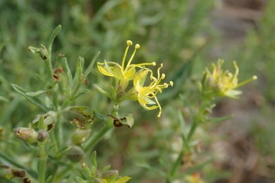 Vahlia capensis, photographed by Robert Taylor