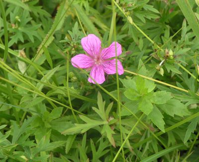Geranium soboliferum, photographed by Oleg Kosterin