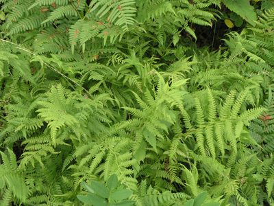 Athyrium yokoscense, photographed by Oleg Kosterin