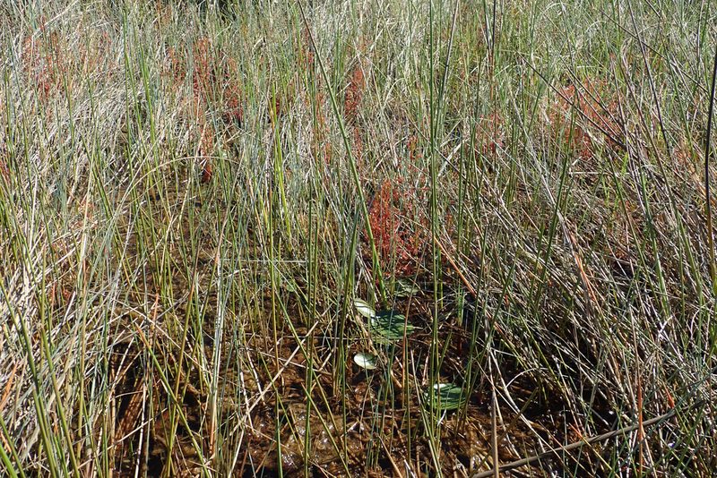 Drosera madagascariensis, photographed by Robert Taylor