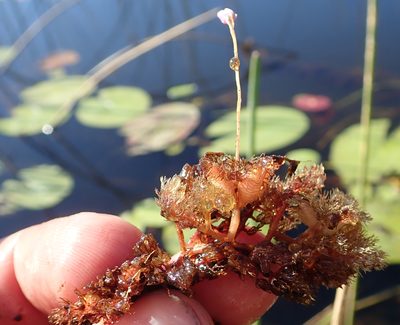 Utricularia benjaminiana, photographed by Robert Taylor