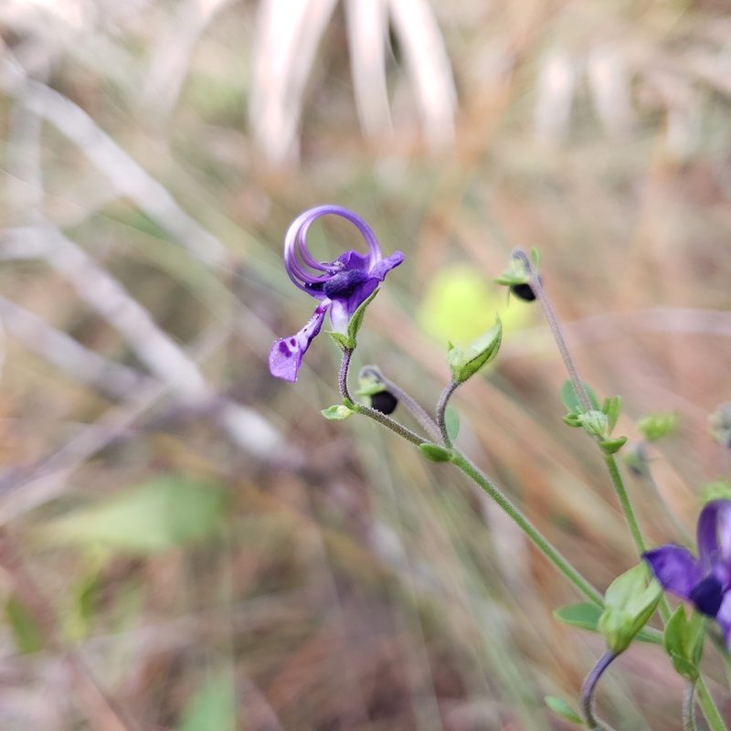 Trichostema suffrutescens, photographed by Valerie Anderson