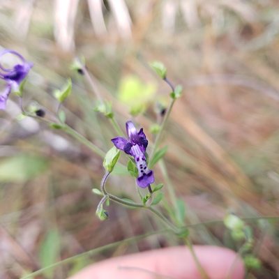 Trichostema suffrutescens, photographed by Valerie Anderson