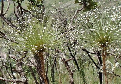 Paepalanthus chiquitensis, photographed by Jean-Paul Boerekamps