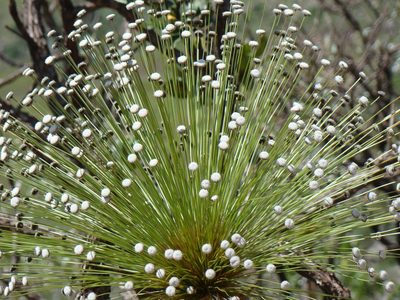 Paepalanthus chiquitensis, photographed by Jean-Paul Boerekamps