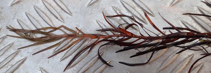 Pontederia natans, photographed by Robert Taylor