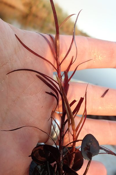 Pontederia natans, photographed by Robert Taylor