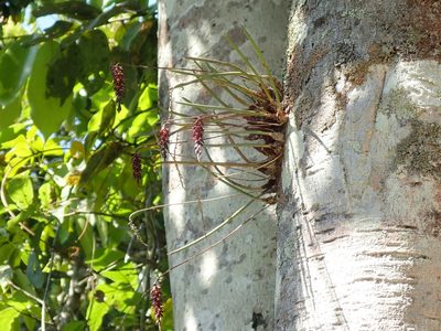 Bulbophyllum insectiferum, photographed by Tsssss