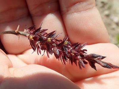 Bulbophyllum insectiferum, photographed by Tsssss