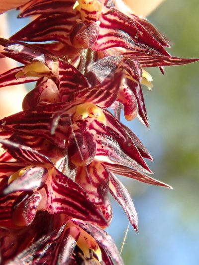 Bulbophyllum insectiferum, photographed by Tsssss