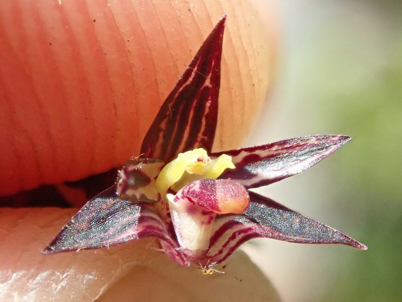 Bulbophyllum insectiferum, photographed by Tsssss
