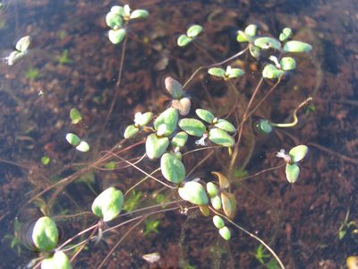 Gratiola amphiantha, photographed by Curtis Hansen