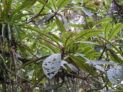 Saurauia oreophila, photographed by Neptalí Ramírez Marcial