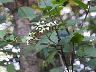 Viburnum lautum, photographed by Neptalí Ramírez Marcial