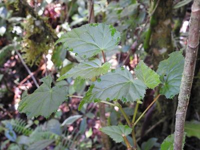 Begonia oaxacana, photographed by Neptalí Ramírez Marcial