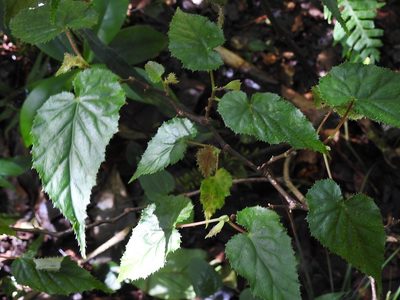 Begonia oaxacana, photographed by Neptalí Ramírez Marcial